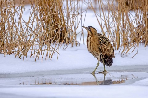 Eurasian bittern, great bittern (Botaurus stellaris) foraging well camouflaged in the snow in reed