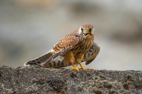 Kestrel (Falco tinnunculus), Gerolstein, Rhineland-Palatinate, Germany
