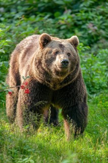 Brown bear (Ursus arctos) standing in a forest clearing, captive, Bavarian Forest National Park,