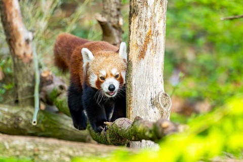 Red panda (Ailurus fulgens) walking on a tree, Germany