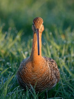 Black-tailed Godwit (Limosa limosa), Netherlands