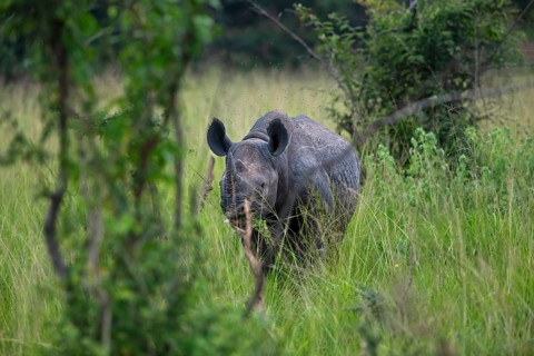 Black rhinoceros (Diceros bicornis) or black rhino in tall grass, Akagera National Park or Kagera