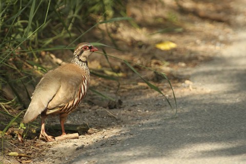 Red-legged Partridge (Alectoris rufa), Yorkshire Dales, United Kingdom