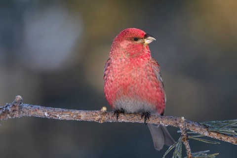 Pine Grosbeak - Hakengimpel - Pinicola enucleator, Finland, adult male