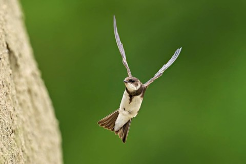 Sand martin (Riparia riparia), approaching the breeding tube, Reussegg nature reserve, Canton