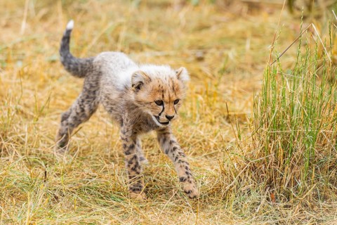 Cheetah (Acinonyx jubatus) youngster walking on a meadow, captive, occurrence Africa
