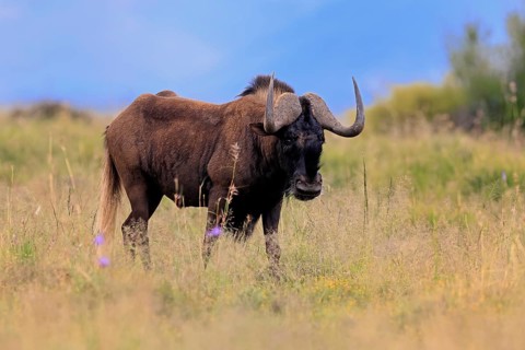 White-tailed wildebeest (Connochaetes gnou), adult, alert, foraging, Mountain Zebra National Park,