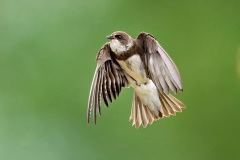 Sand martin (Riparia riparia), in flight, Reussegg nature reserve, Canton Aargau, Switzerland
