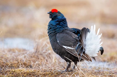 Black grouse (Lyrurus tetrix), black grouse courtship in Sweden, Fågelsjö, Gävleborgs län, Sweden