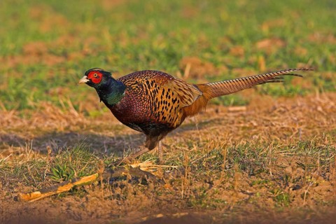 Pheasant (Phasianus colchicus), Faisan de Colchide, Faisan de chasse, Faisán Vulgar, Bad Dürkheim