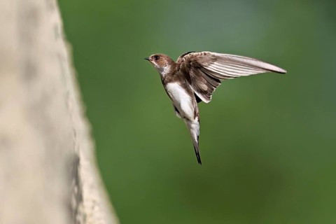 Sand martin (Riparia riparia), approaching the breeding tube, Reussegg nature reserve, Canton