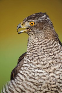 Northern Goshawk (Accipiter gentilis), Lower Saxony, Germany