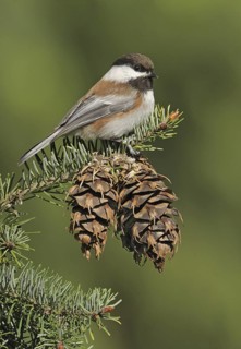 Chestnut-backed Chickadee (Poecile rufescens), British Columbia, Canada