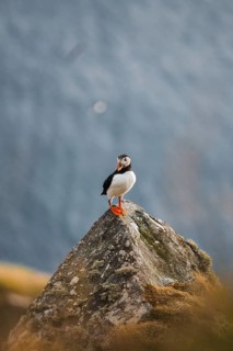 A puffin, Fratercula arctica, stands on a moss-covered rock, set against a misty sea backdrop