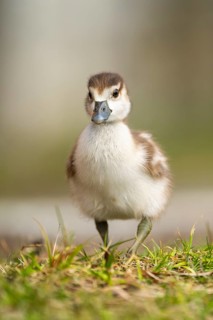 Egyptian goose (Alopochen aegyptiaca) cute chick on a meadow at the shore of a lake, Bavaria,