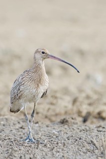 Eurasian Curlew (Numenius arquata) foraging, Tuscany, Italy