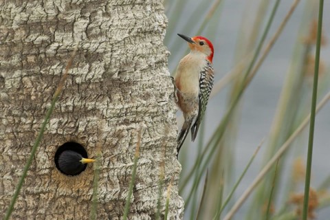 Red-bellied Woodpecker (Melanerpes carolinus) male at nest cavity, Florida, USA