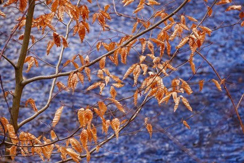 Autumn leaves on a tree in winter, Germany