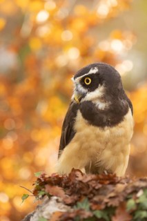 Spectacled Owl (Pulsatrix perspicillata) captive, Bavaria, Germany