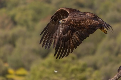 Golden eagle (Aquila chrysaetos), in flight, Andalusia, Spain
