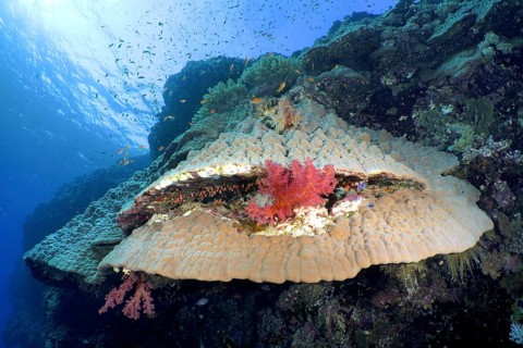 Giant pore coral (Porites lutea)