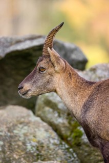 Portrait of a female ibex (Capra ibex) standing on a rock