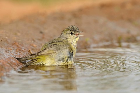 Orange-crowned Warbler (Leiothlypis celata) bathing, Texas, USA