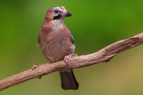 Jay, European Jay, Jay, eurasian jay (Garrulus glandarius), Geai des chênes, Arrendajo Común,