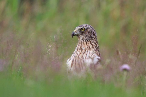 Western Marsh Harrier (Circus aeruginosus) male on grassland, Poland