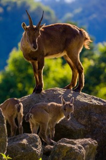 One adult female ibex (Capra ibex) and two of her babies standing on rocks