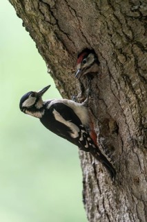 Great spotted woodpecker (Dendrocopos major) at the cave with young, Emsland, Lower Saxony, Germany