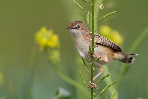 Zitting Cisticola - Zistensänger - Cisticola juncidis ssp. cisticola, Morocco