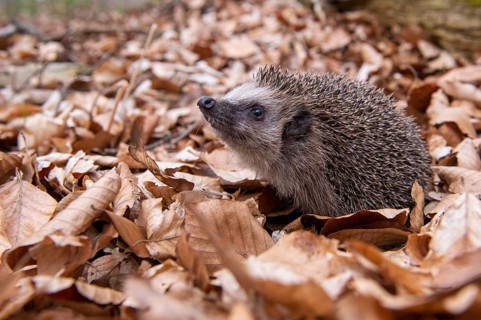 Hedgehog (Erinaceidae) on the forest floor looking for winter quarters, Cloppenburg, Lower Saxony,