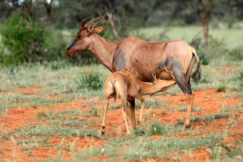 Tsessebe (Damaliscus lunatus), lyrebird, crescent moon antelope, adult, female, juvenile, suckling,