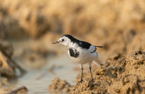 A white wagtail (Motacilla alba) stands on the ground against a blurred background, Sreepur,