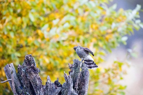 Sparrowhawk (Accipiter nisus) Germany