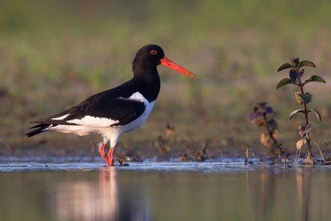 Eurasian Oystercatcher (Haematopus ostralegus), North Rhine-Westphalia, Germany