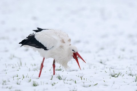 White Stork (Ciconia ciconia) foraging in snow, North Rhine-Westphalia, Germany