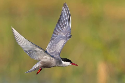White-bearded Tern, (Chlidonias hybridus, Chlidonias hybrida, family of terns, flight, biotope,
