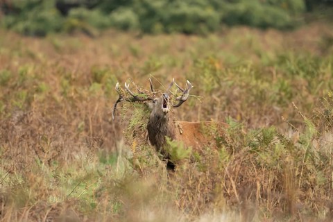 Red deer (Cervus elaphus) adult male stag animal roaring with its mouth open during the rutting