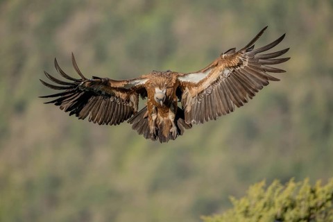 Griffon vulture (Gyps fulvus), approaching, Pyrenees, Spain