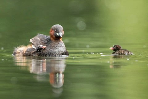 Little Grebe (Tachybaptus ruficollis) with chicks, Hesse, Germany