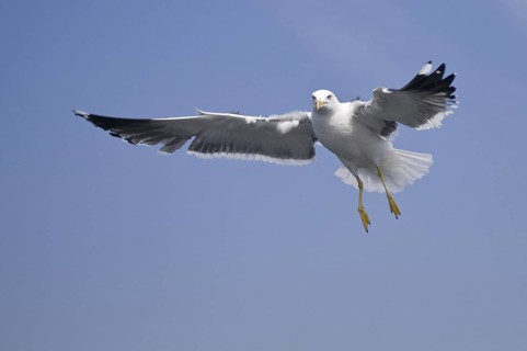 Lesser Black-backed Gull (Larus fuscus) flying, Texel, Netherlands