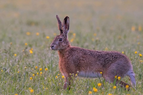 European hare (Lepus europaeus) in wet tall grass, Stuttgart, Rosensteinpark, Baden-Württemberg,
