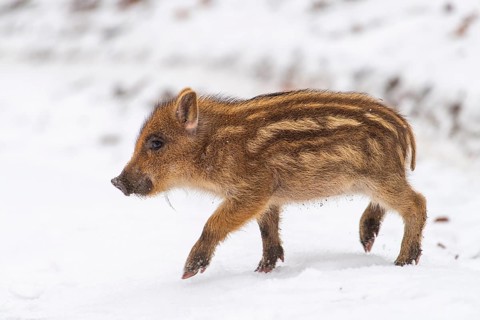 Wild boar (Sus scrofa) in the snow, fresh boar, Melle, Lower Saxony, Germany