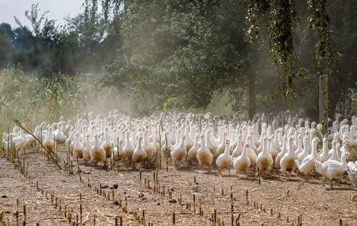 Wittichenau, Oberlausitz, Saxony, Germany - Geese in the maize field, animals on the family-run