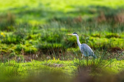 Grey Heron, Ardea cinerea, bird in winter on marshes in winter soft morning light