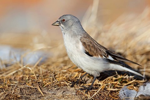 Snowfinch (Montifringilla nivalis), Valais, Switzerland