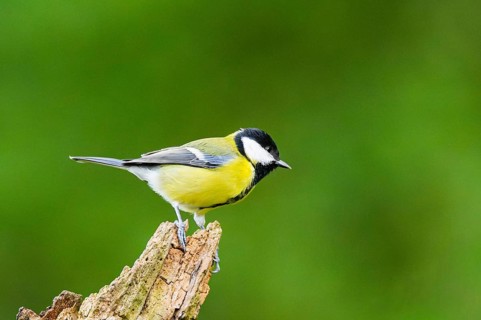 Great tit (Parus major) sitting on an old wrotten tree trunk at a swamp, Bavaria, Germany