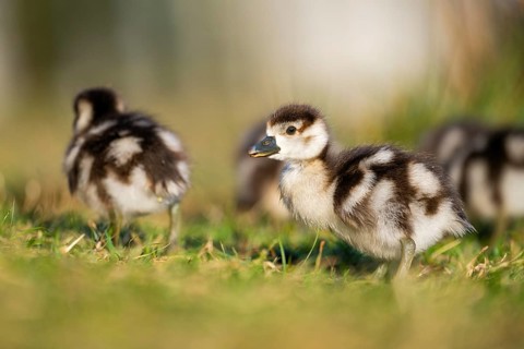 Egyptian goose (Alopochen aegyptiaca) cute chicks on a meadow at the shore of a lake, Bavaria,
